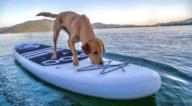 Paddle Board Dog