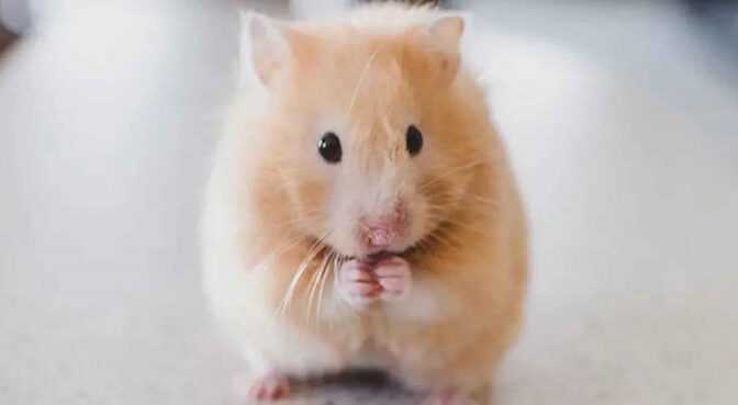 Hamster